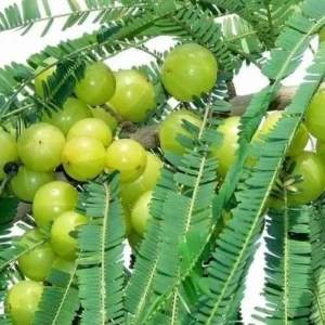 Amla