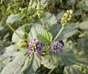 Bakuchi plant