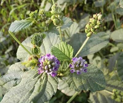 Bakuchi plant