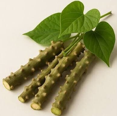 Giloy tree