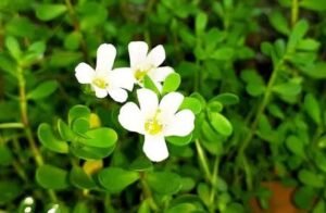 Brahmi plant