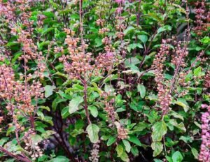 Tulsi tree