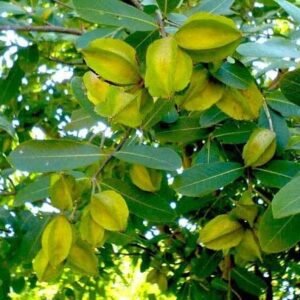 Arjuna tree