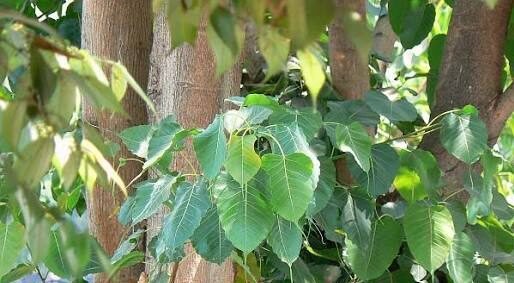 Peepal tree