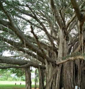 Banyan tree-Guruji govind