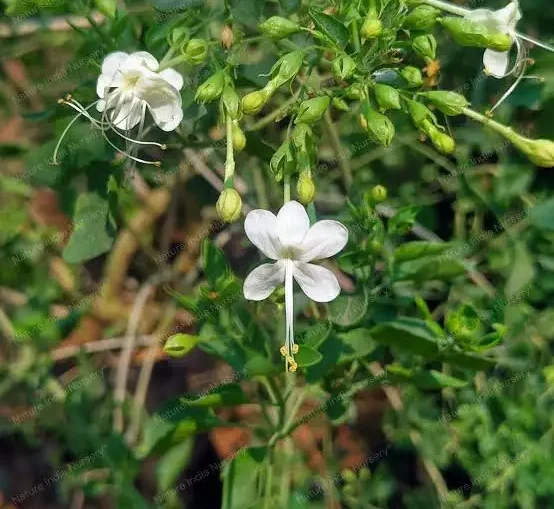 Agnimantha tree