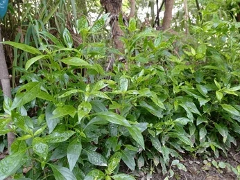 Chirayta