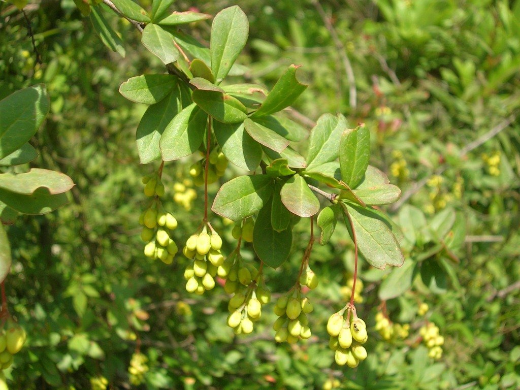 Daruharidra tree