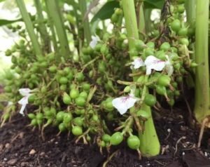 Ela (Cardamom)