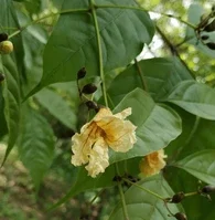 Gambhari