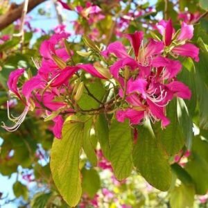 Kachnar tree