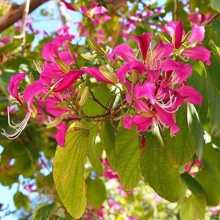 Kachnar tree