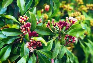 Lavang (Clove)