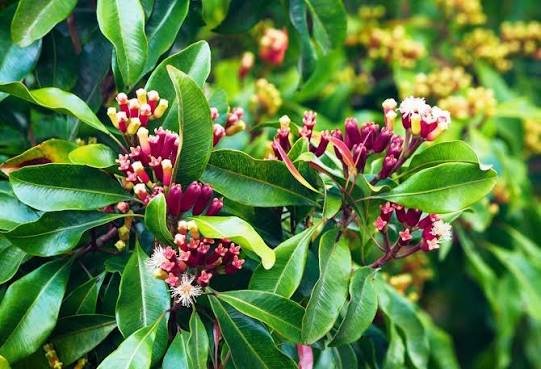 Lavang (Clove)