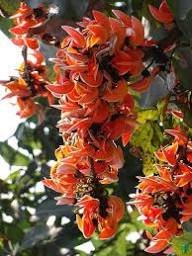 Palash tree