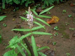 Prishnaparni plant