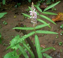 Prishnaparni plant
