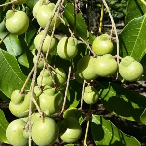 Reetha tree