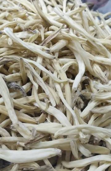 Safed Musli