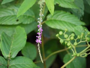 Shalaparni plant