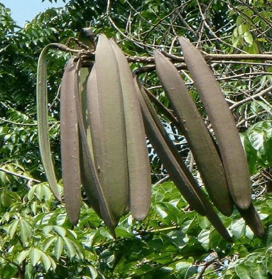 Shyonaka tree